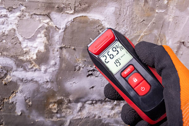 Best Best Mold Removal Companies  in Bothell East, WA