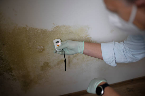 Best Local Mold Removal Service  in Bothell East, WA