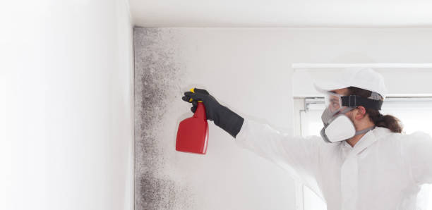 Best Toxic Mold Removal  in Bothell East, WA