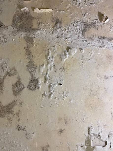 Best Mold Removal Company Near Me  in Bothell East, WA