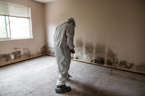 Best Emergency Mold Removal  in Bothell East, WA