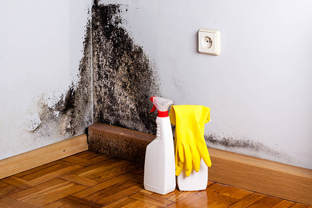 Best Attic Mold Removal  in Bothell East, WA