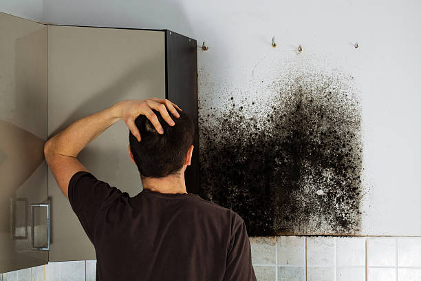 Best Mold Damage Repair  in Bothell East, WA