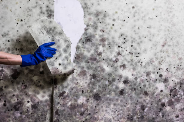 Best Mold Testing  in Bothell East, WA