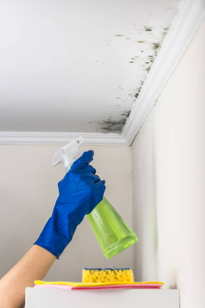 Best Best Mold Removal Companies  in Bothell East, WA